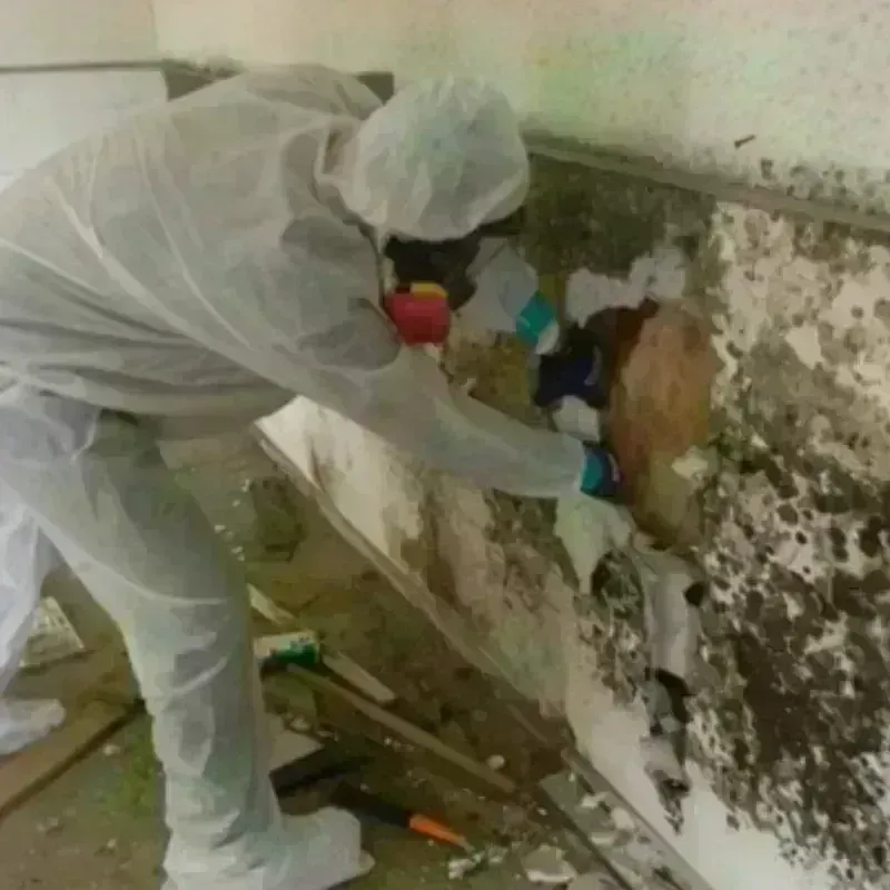 Mold Remediation and Removal in Auberry, CA